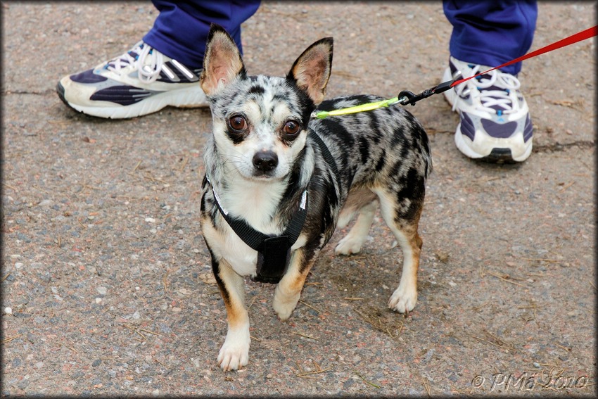 2010-04-11_KAUDEN_AVAJAISET_ (1).jpg