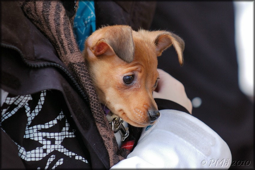 2010-04-11_KAUDEN_AVAJAISET_ (66).jpg