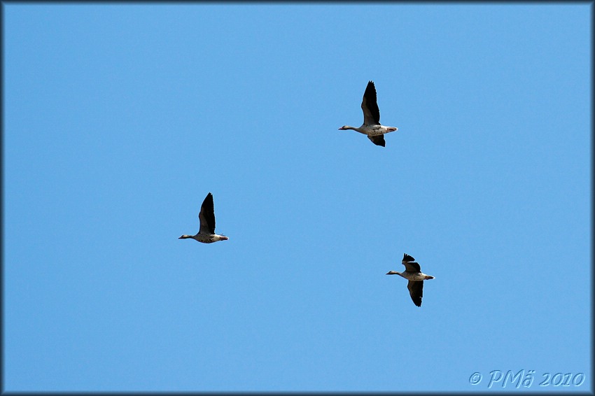 2010-04-11_KAUDEN_AVAJAISET_ (83).jpg