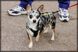 2010-04-11_KAUDEN_AVAJAISET_ (1).jpg