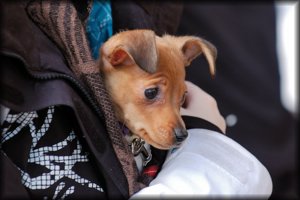 2010-04-11_KAUDEN_AVAJAISET_ (66).jpg