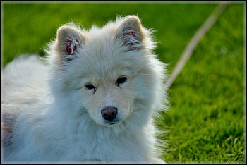 2015-05-28_Loylynmestaruus-I_ (162).jpg