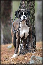 2017-04-02_Ulkokauden_Avajaiset (54).jpg